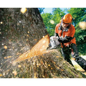 Безопасные методы и приемы работ по валке леса в особо опасных условиях (программа «В» в соответствии с п.46 ПП №2464)